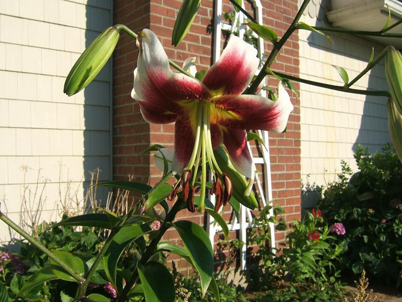 Photo of Lily (Lilium 'Arabesque') uploaded by pirl
