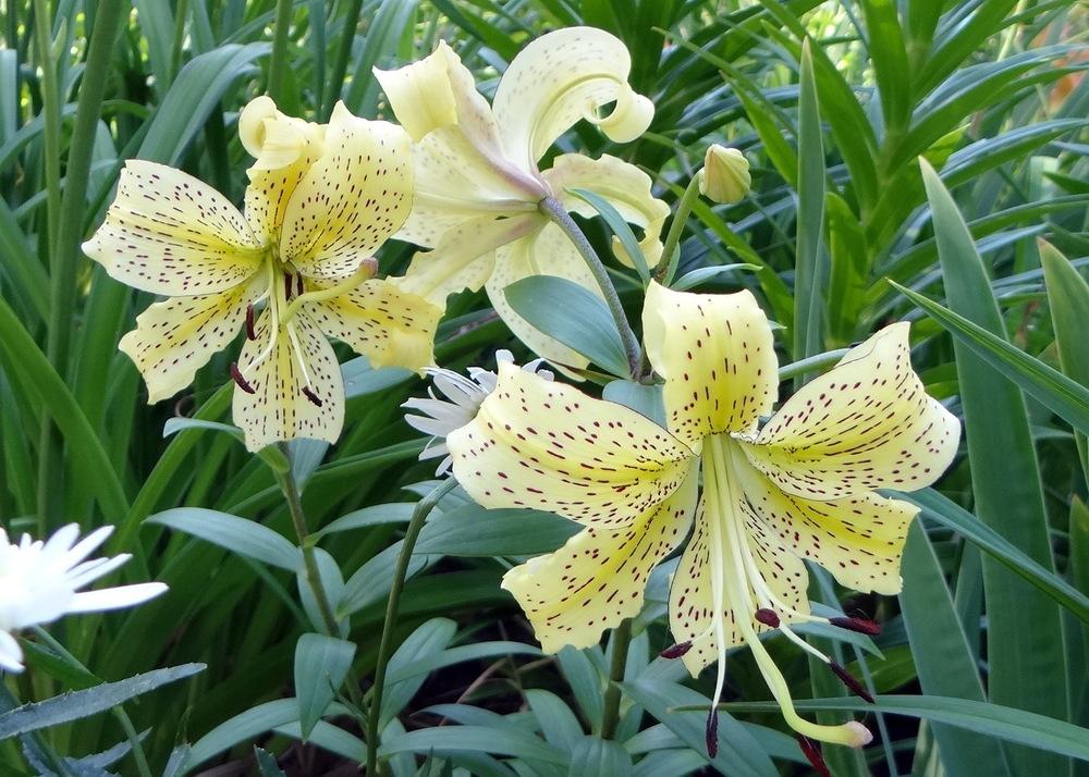 Photo of Lily (Lilium 'Henry's Surprise') uploaded by stilldew