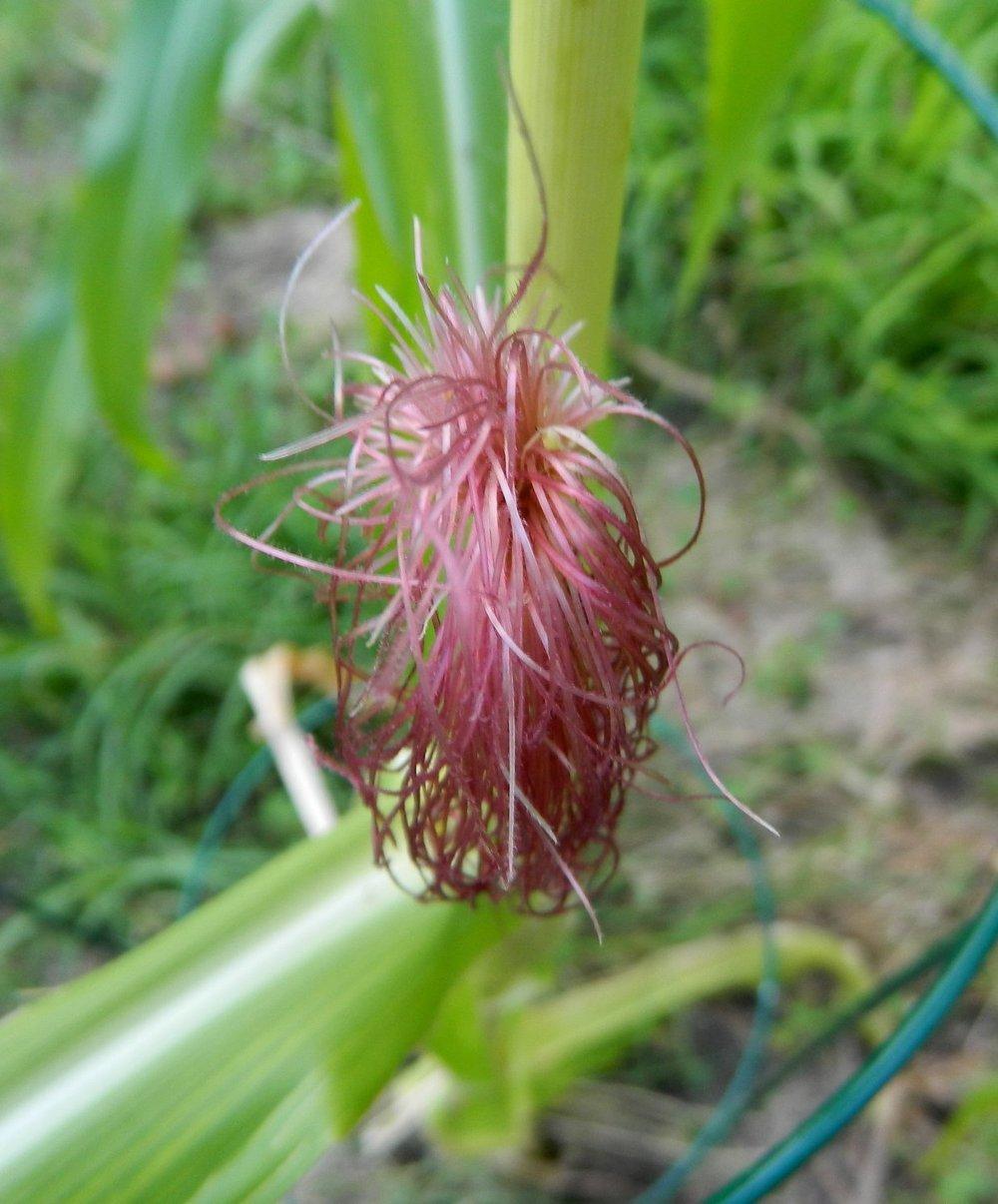Photo of Sweet Corn (Zea mays subsp. mays 'Stowell's Evergreen') uploaded by wildflowers