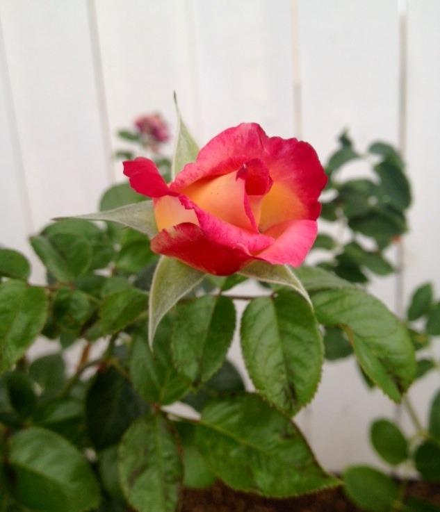 Photo of Rose (Rosa 'Dick Clark') uploaded by Mark619