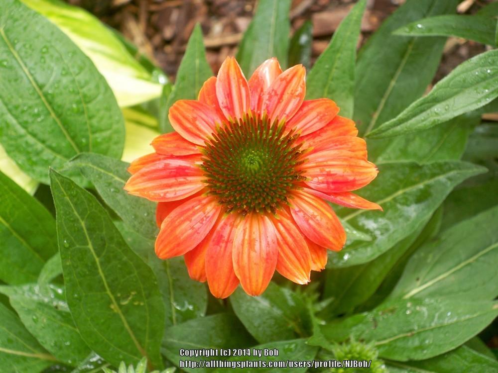 Photo of Coneflower (Echinacea Sombrero® Flamenco Orange) uploaded by NJBob