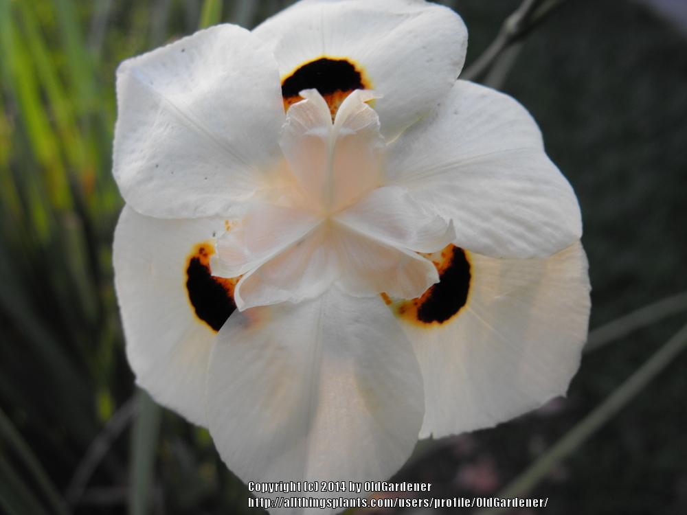 Photo of African Iris (Dietes bicolor) uploaded by OldGardener