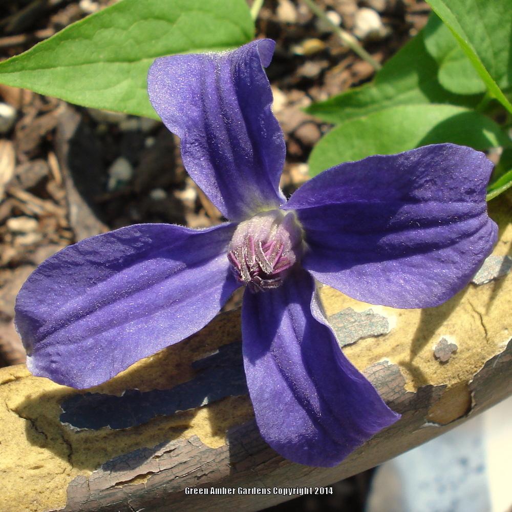 Photo of Clematis Sapphire Indigo™ uploaded by lovemyhouse