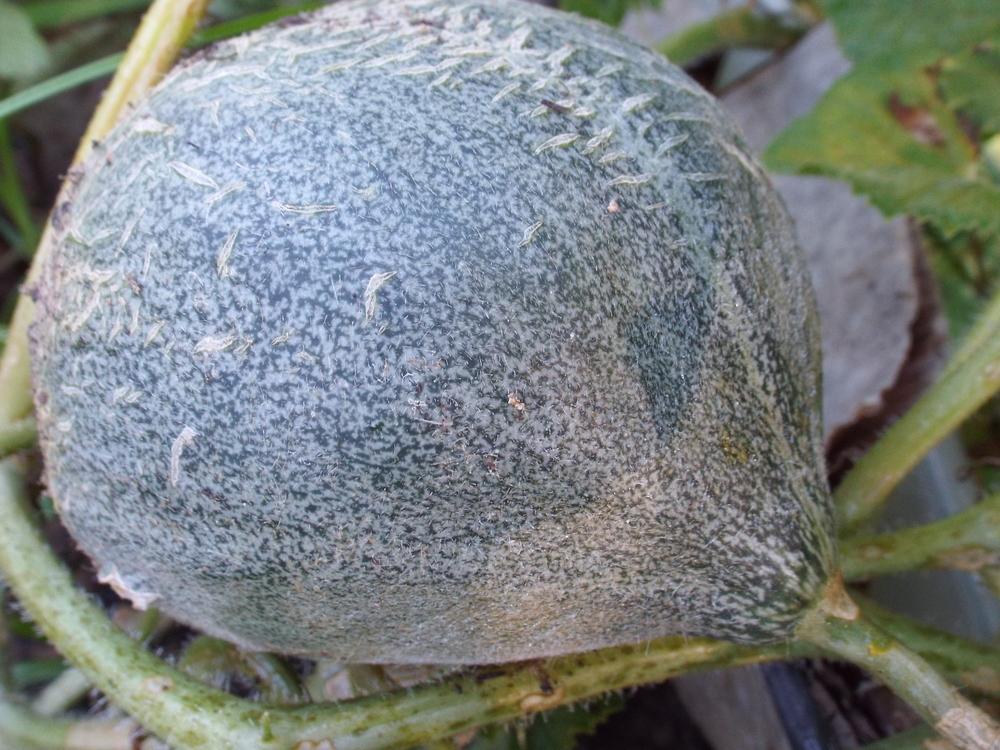 Photo of Melon (Cucumis melo 'Rampicante Zuccherino') uploaded by poisondartfrog