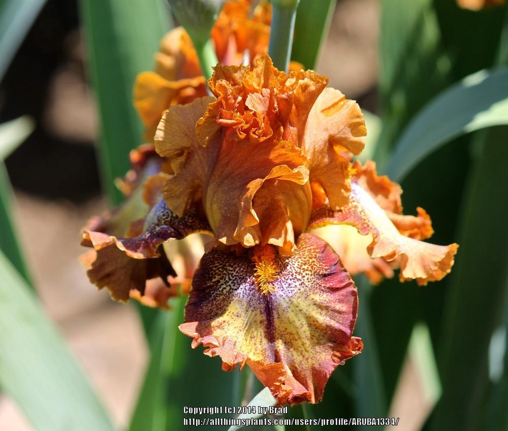 Photo of Tall Bearded Iris (Iris 'Bellagio') uploaded by ARUBA1334
