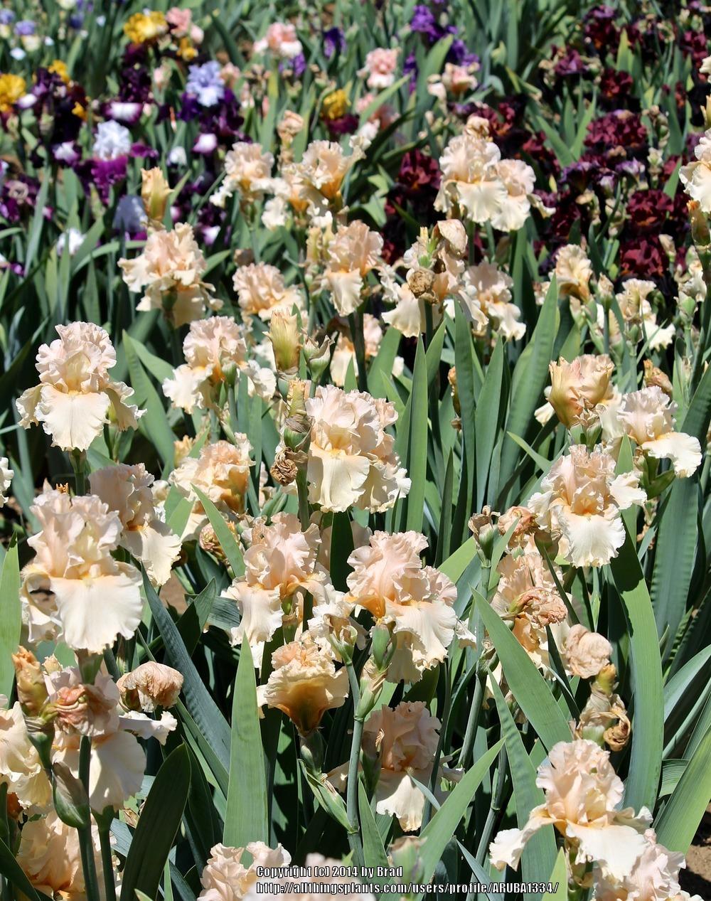 Photo of Tall Bearded Iris (Iris 'Peach Pearl') uploaded by ARUBA1334