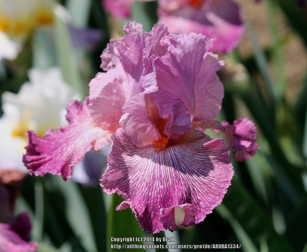 Photo of Tall Bearded Iris (Iris 'Anything Goes') uploaded by ARUBA1334