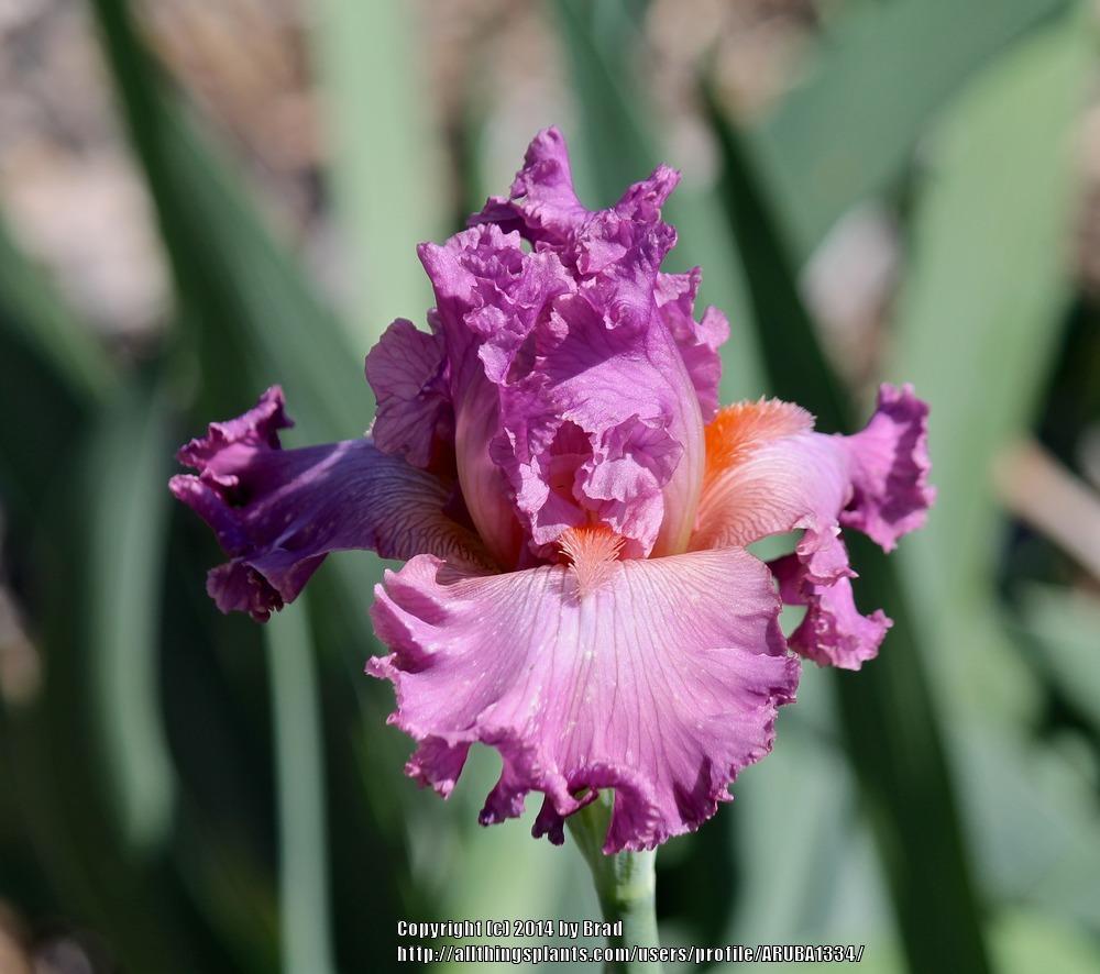 Photo of Tall Bearded Iris (Iris 'Social Graces') uploaded by ARUBA1334