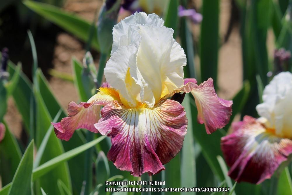 Photo of Tall Bearded Iris (Iris 'Color Strokes') uploaded by ARUBA1334