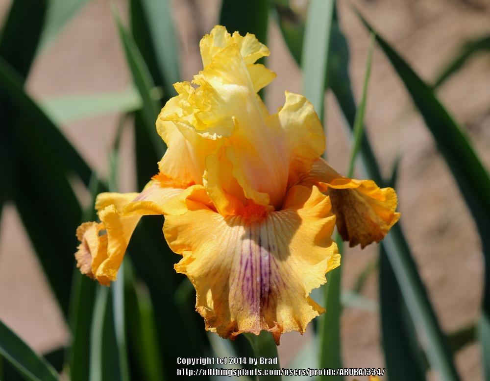 Photo of Tall Bearded Iris (Iris 'Go West') uploaded by ARUBA1334