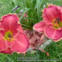 Location: My Garden- Vermont
Date: 2014-07-17
Lovely duo of 'Red Ragamuffin'