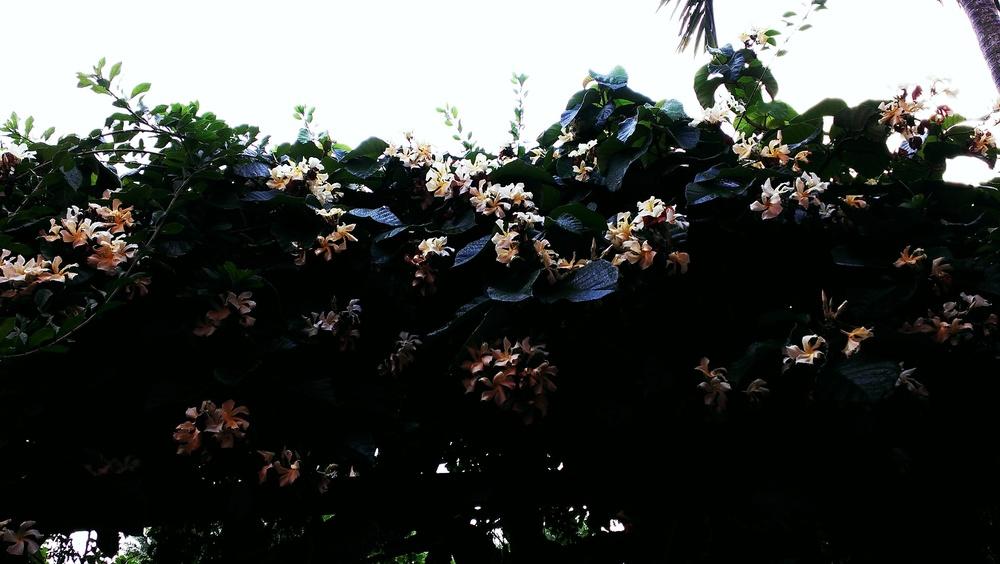 Photo of Frangipani Vine (Chonemorpha fragrans) uploaded by Dutchlady1