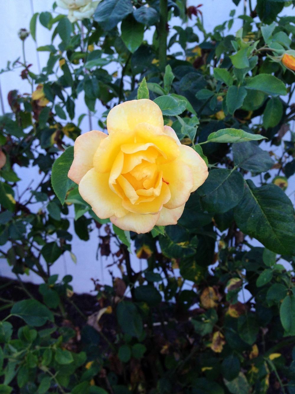 Photo of Rose (Rosa 'Gold Medal') uploaded by Mark619