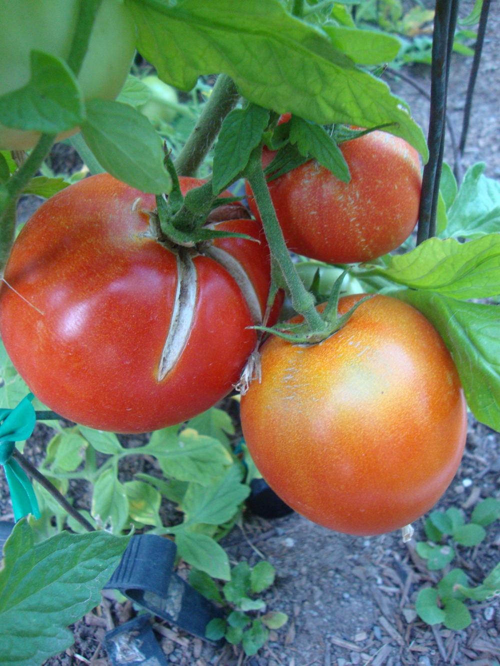 Photo of Tomato (Solanum lycopersicum 'Steakhouse Hybrid') uploaded by Paul2032