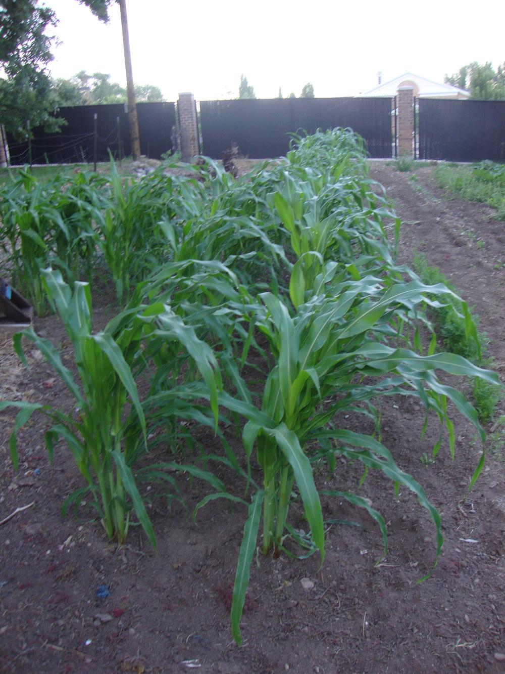 Photo of Corn (Zea mays subsp. mays) uploaded by Paul2032