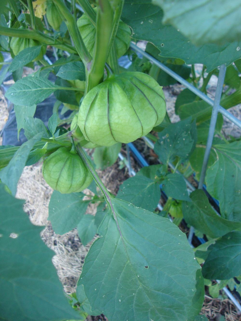 Photo of Tomatillo (Physalis philadelphica subsp. ixocarpa) uploaded by Paul2032