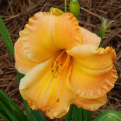 Location: home
Date: 2014-07-17
Beautiful blend of peach/orange and yellows it looks like to me.