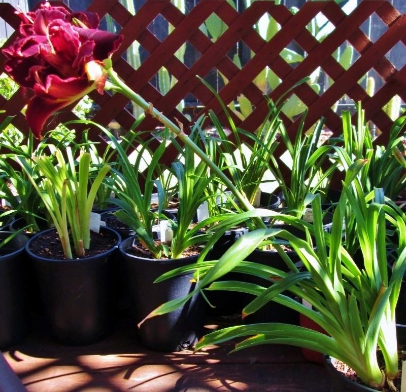 Photo of Daylily (Hemerocallis 'Double Red Royal') uploaded by chalyse