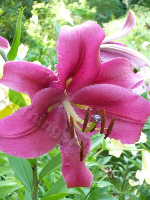 Photo of Lily (Lilium 'Esta Bonita') uploaded by magnolialover