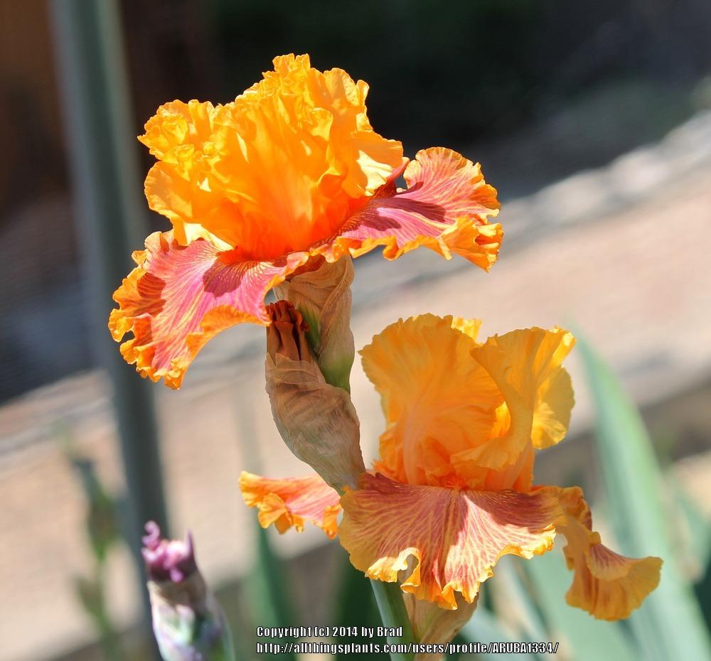 Photo of Tall Bearded Iris (Iris 'Bottle Rocket') uploaded by ARUBA1334
