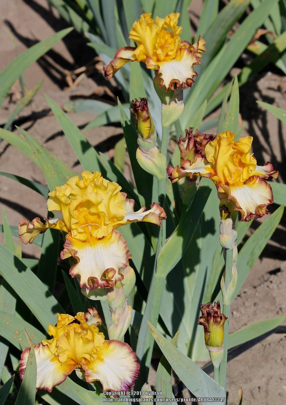 Photo of Tall Bearded Iris (Iris 'Rare Coin') uploaded by ARUBA1334