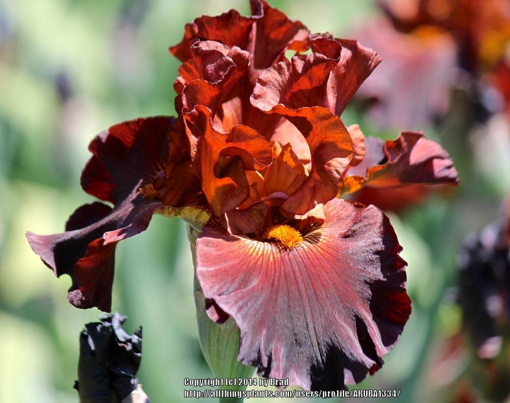 Photo of Tall Bearded Iris (Iris 'Double Chocolate') uploaded by ARUBA1334