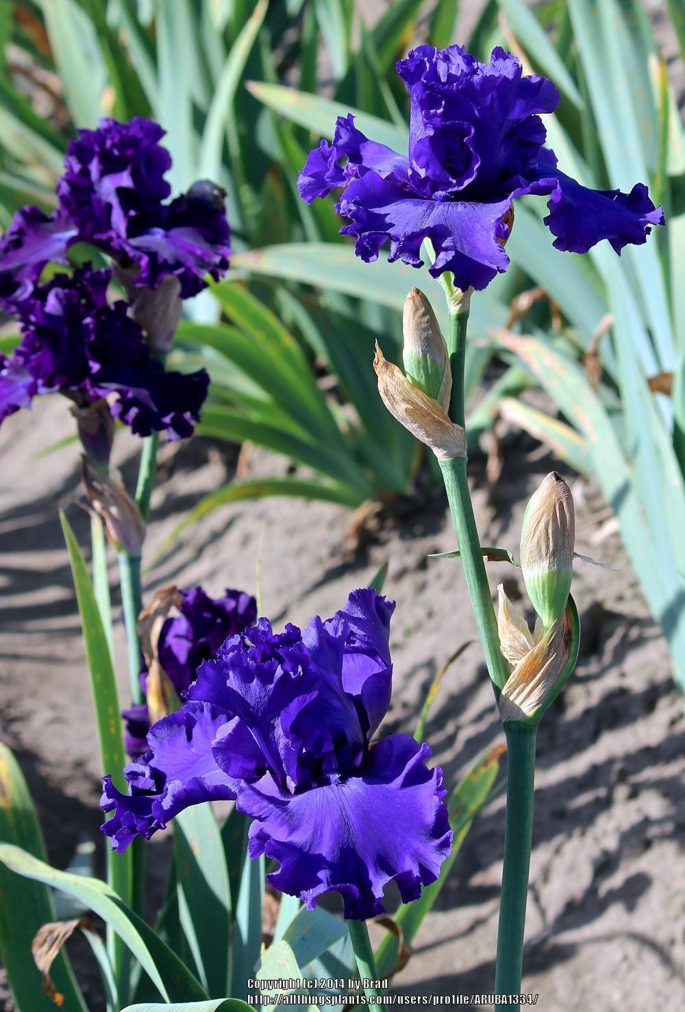 Photo of Tall Bearded Iris (Iris 'Blued Indigo') uploaded by ARUBA1334