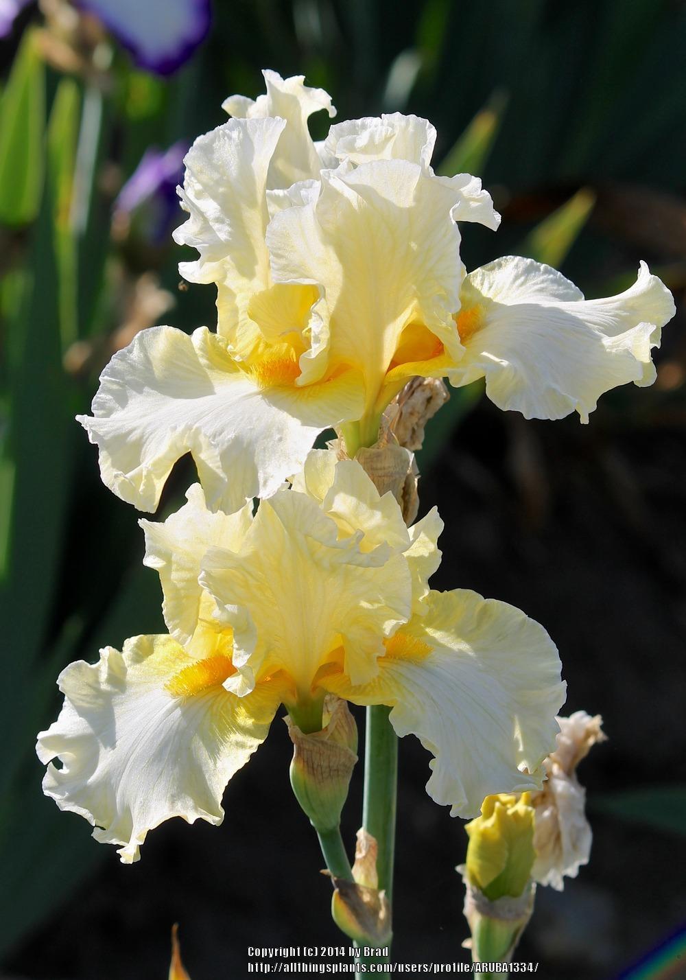 Photo of Tall Bearded Iris (Iris 'New Rules') uploaded by ARUBA1334