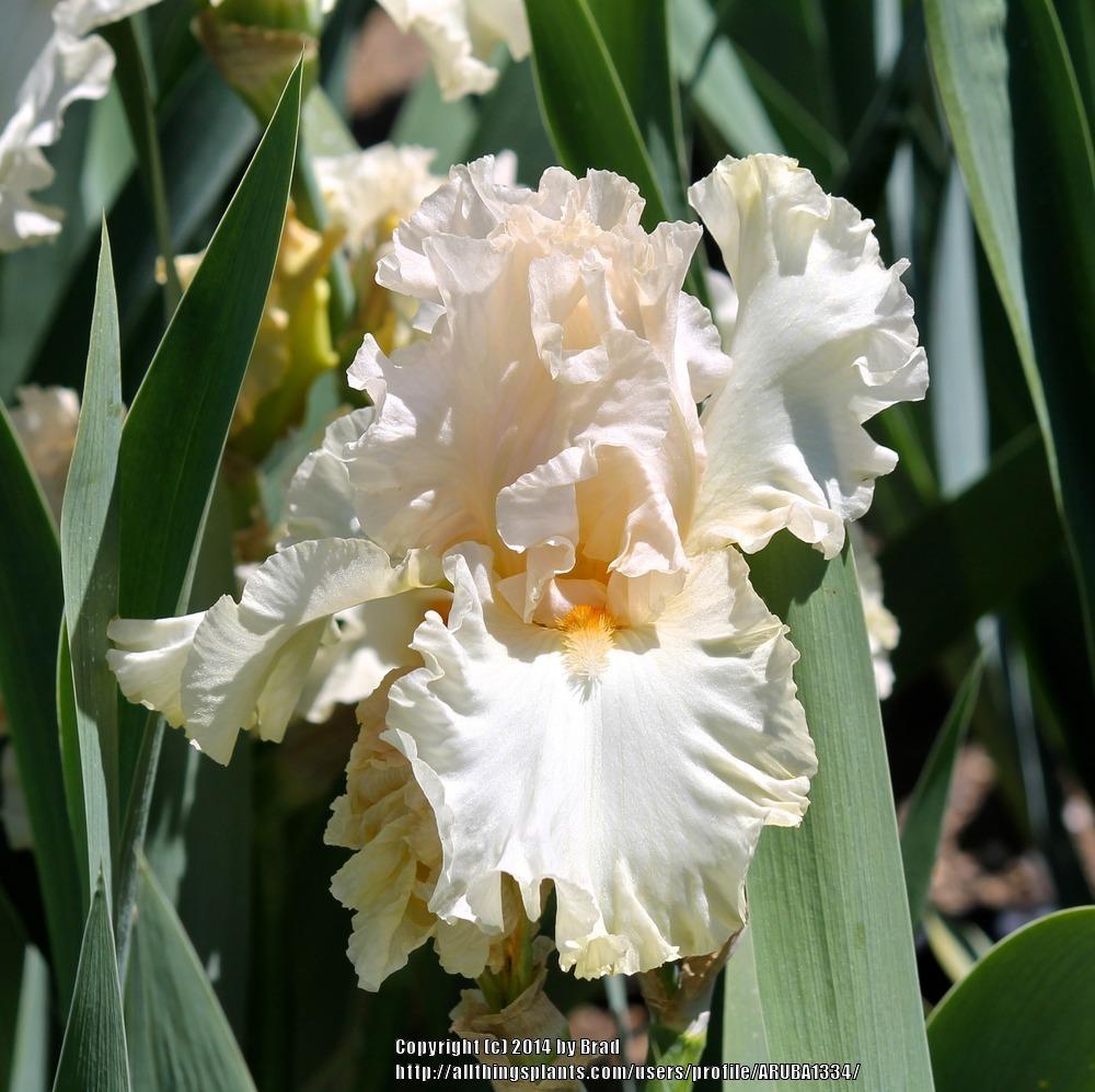 Photo of Tall Bearded Iris (Iris 'Charismatic') uploaded by ARUBA1334