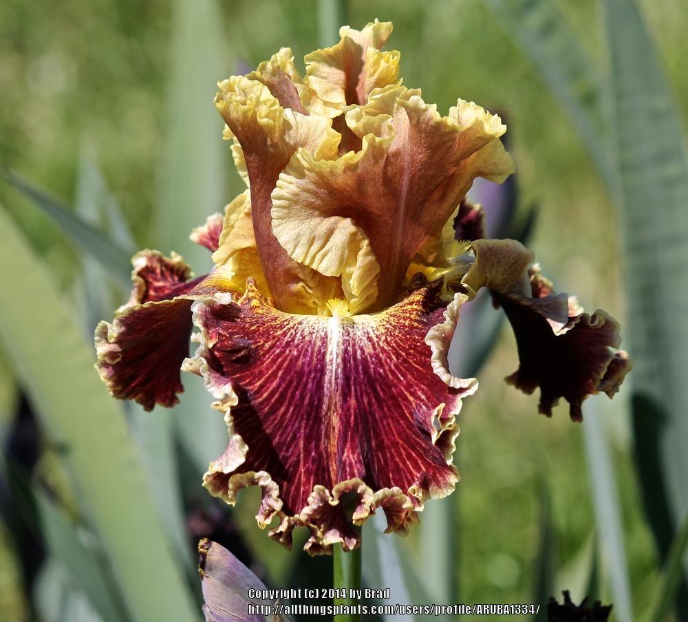 Photo of Tall Bearded Iris (Iris 'Volcanic Glow') uploaded by ARUBA1334