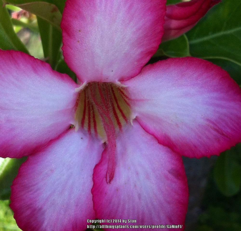 Photo of Desert Rose (Adenium obesum) uploaded by GaNinFl