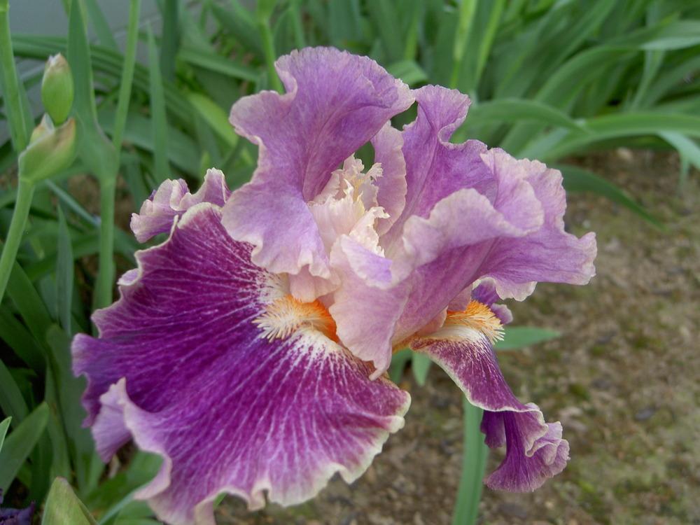 Photo of Tall Bearded Iris (Iris 'Fancy Woman') uploaded by Muddymitts