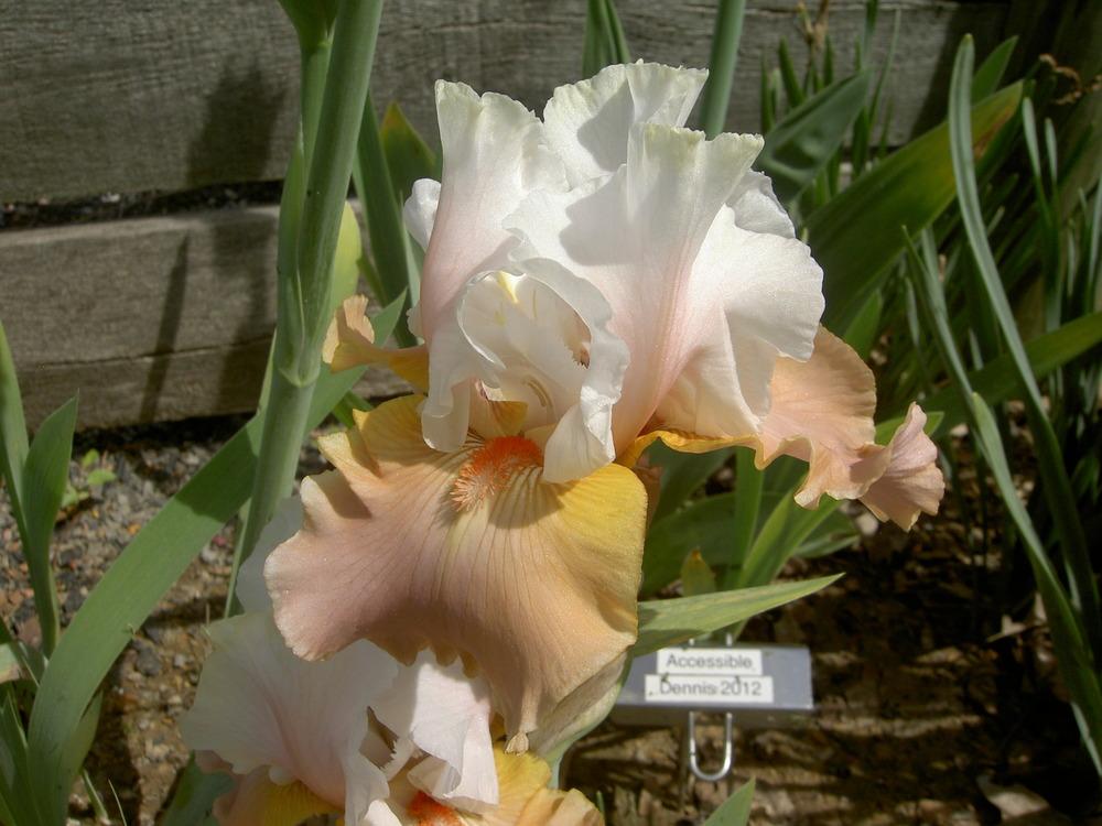 Photo of Tall Bearded Iris (Iris 'Heaven and Earth') uploaded by Muddymitts