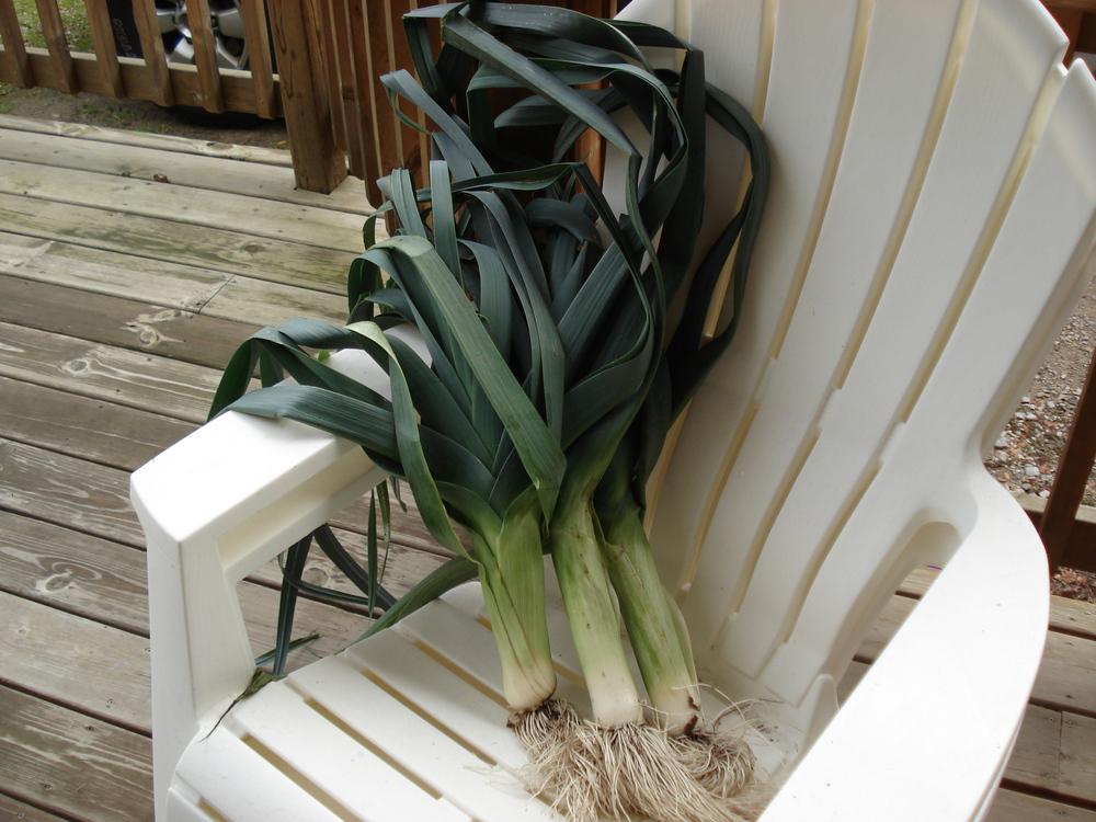 Leeks Plant Care and Collection of Varieties