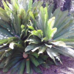 Location: Lakeland Florida
Date: 2014-06-29
large female Dioon edule with cones