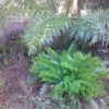 Cycas debaoensis with Zamia floridana (coontie) below