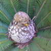 female cone starting to show mature seeds