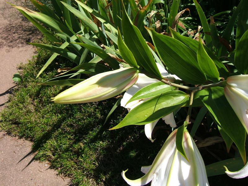 Photo of Lily (Lilium 'Millesimo') uploaded by pirl