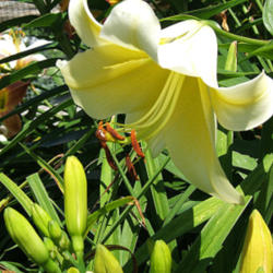 Location: Lily fence - full sun
Date: 2011-0717
