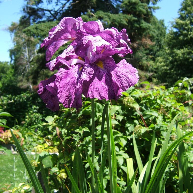 Photo of Japanese Iris (Iris ensata 'Greywoods Yarragon') uploaded by pirl