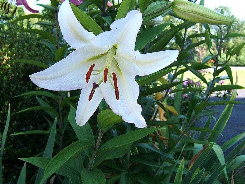 Photo of Lily (Lilium 'Millesimo') uploaded by pirl