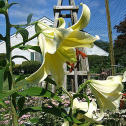 Location: Front lily garden - full sun
Date: 2012-07-08
Stem at left.