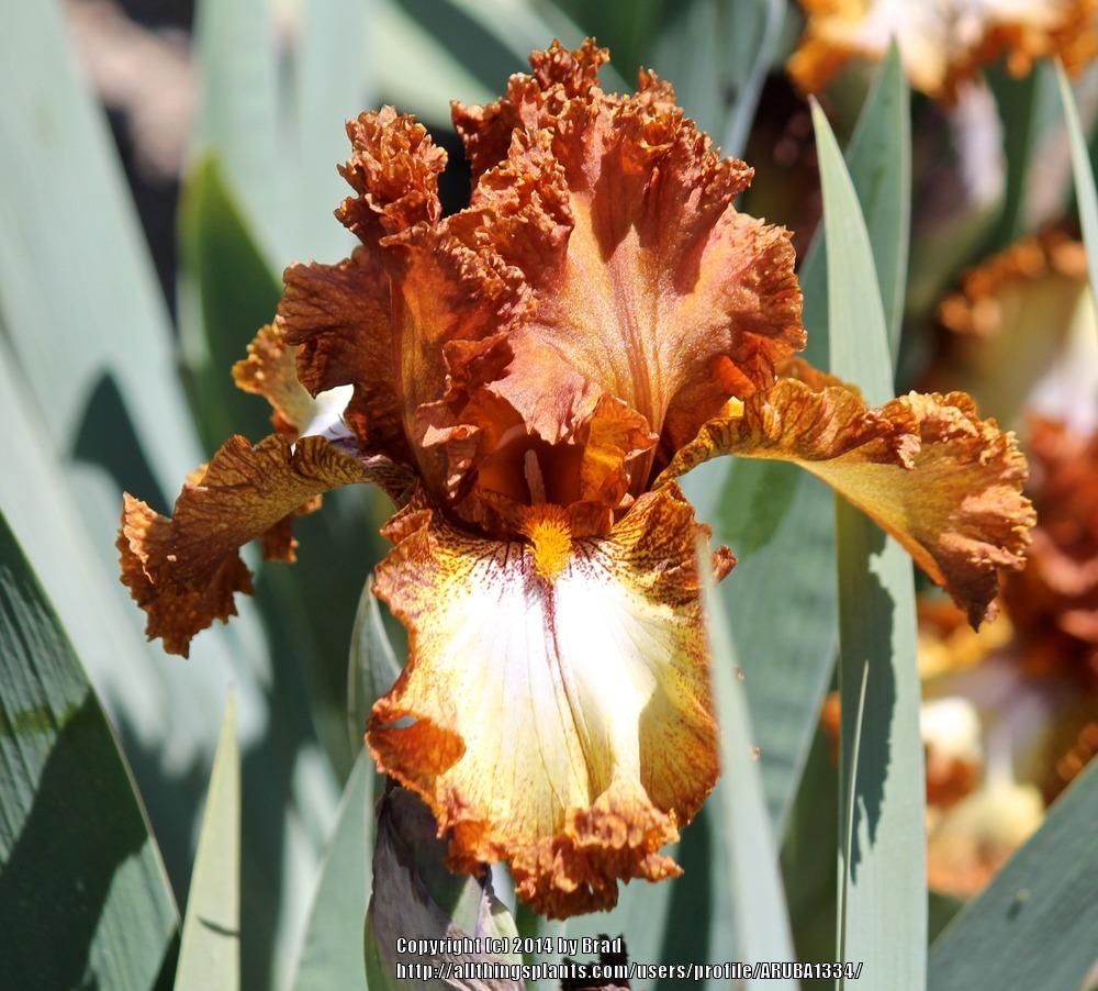 Photo of Border Bearded Iris (Iris 'Parquet Lady') uploaded by ARUBA1334