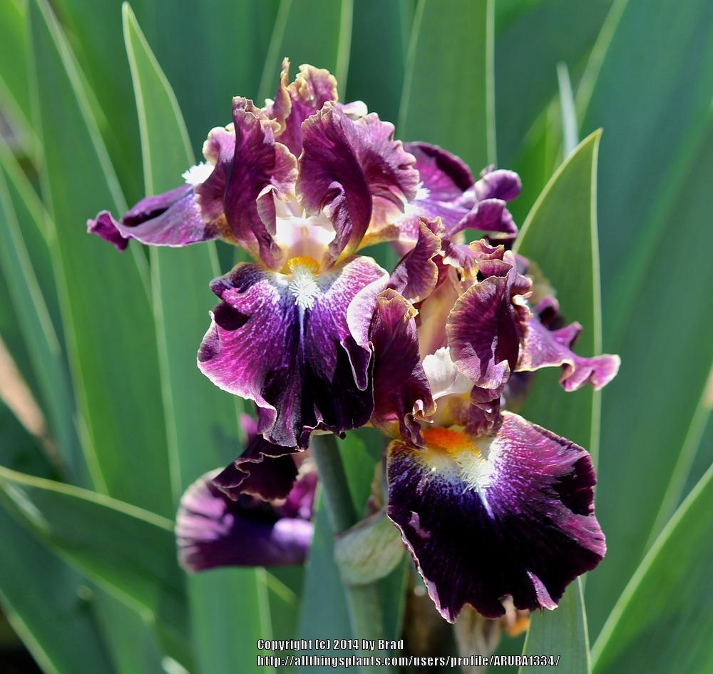 Photo of Intermediate Bearded Iris (Iris 'Micro Burst') uploaded by ARUBA1334