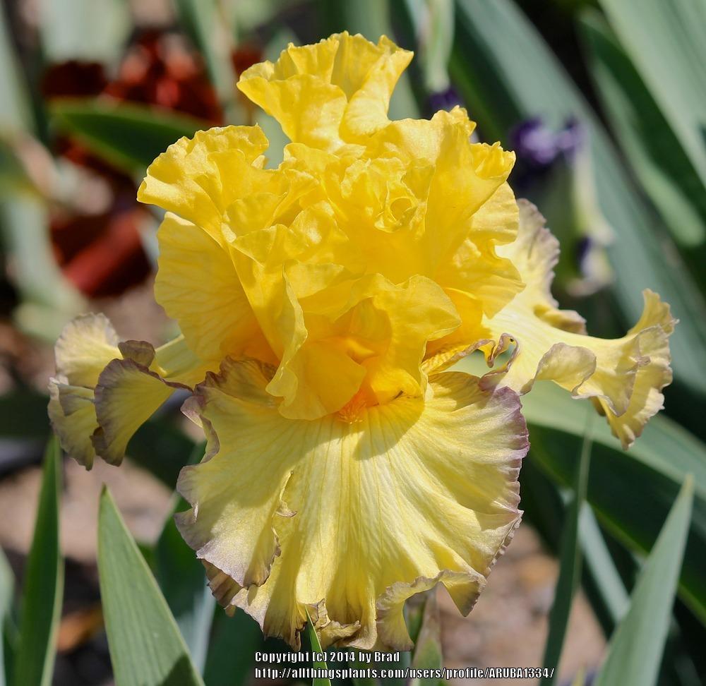 Photo of Tall Bearded Iris (Iris 'Ruby Moon') uploaded by ARUBA1334