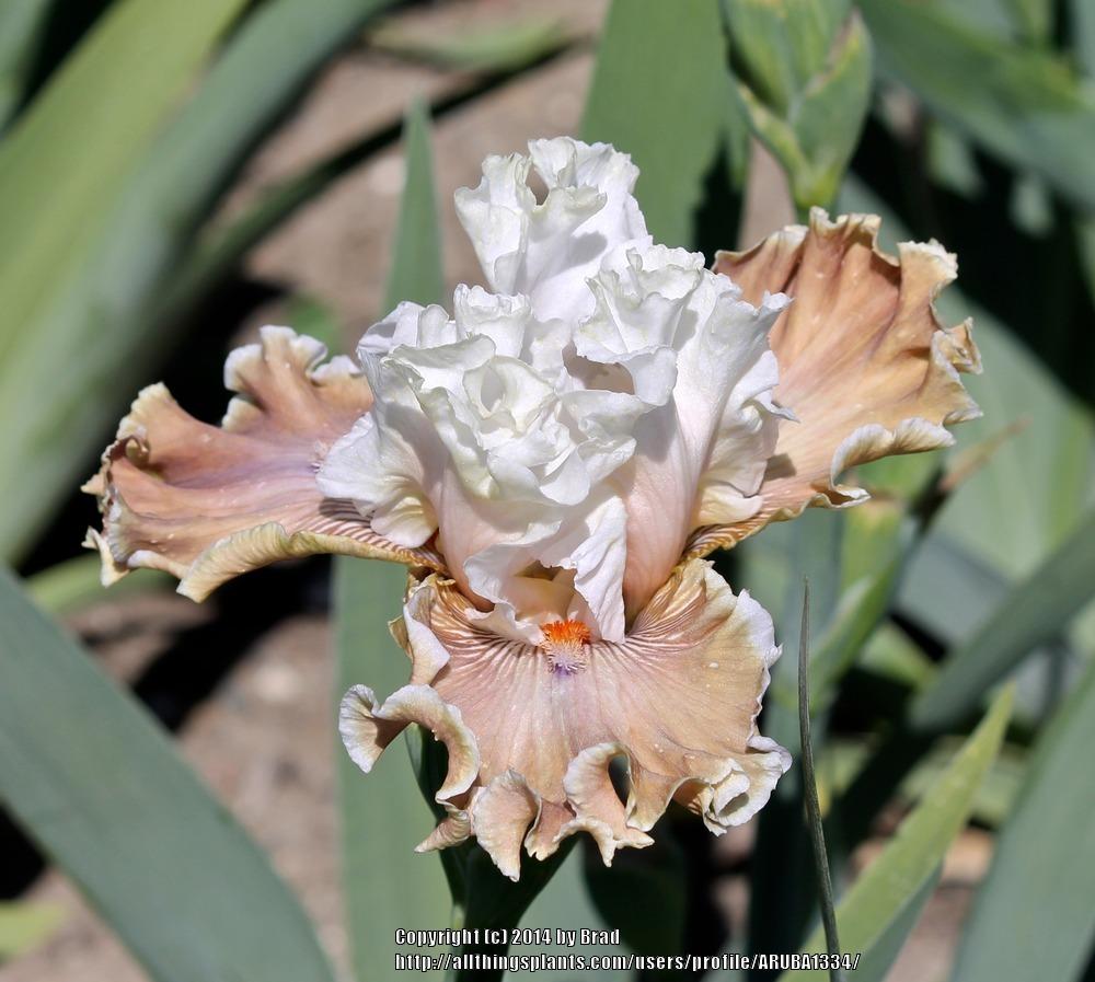 Photo of Tall Bearded Iris (Iris 'Coffee Whispers') uploaded by ARUBA1334