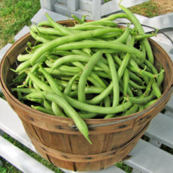 Beans and Asparagus growing guide