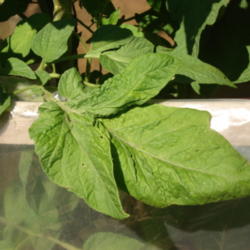 Location: My garden in Bark River, MI
Date: 2014-07-17
"Potato leaf" characteristic of Pruden's Purple