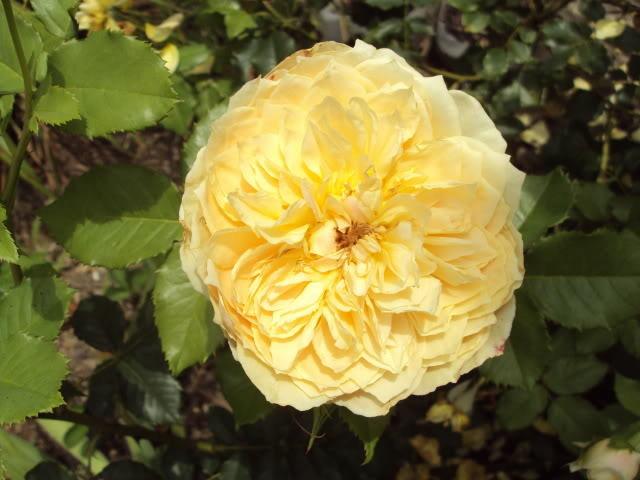 Photo of Rose (Rosa 'Golden Zest') uploaded by poisondartfrog
