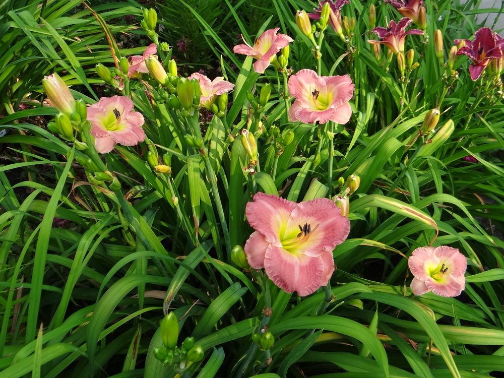 Photo of Daylily (Hemerocallis 'Superficial Sighs') uploaded by stilldew